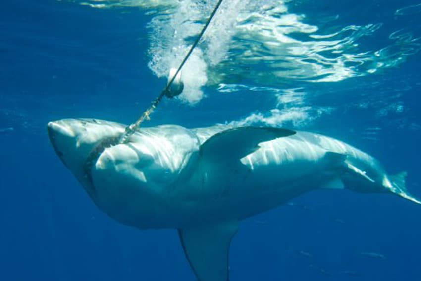 An image of a great white shark hitting a bait line. 
