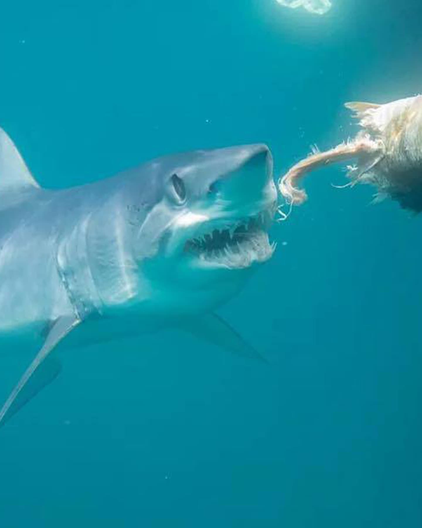 An image of a big shark on a cape cod shark diving trip. 