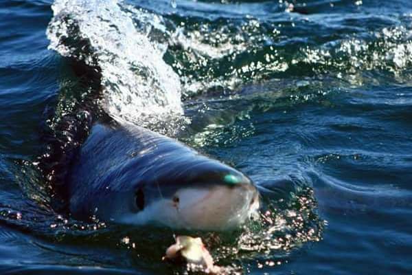 An image of a shark hitting bait on a Cape Cod shark adventure. 