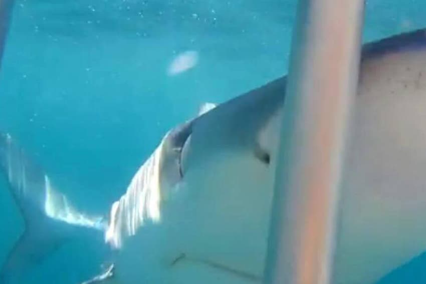 An image of shark up close and personal on a dive trip with cape cod shark adventures. 